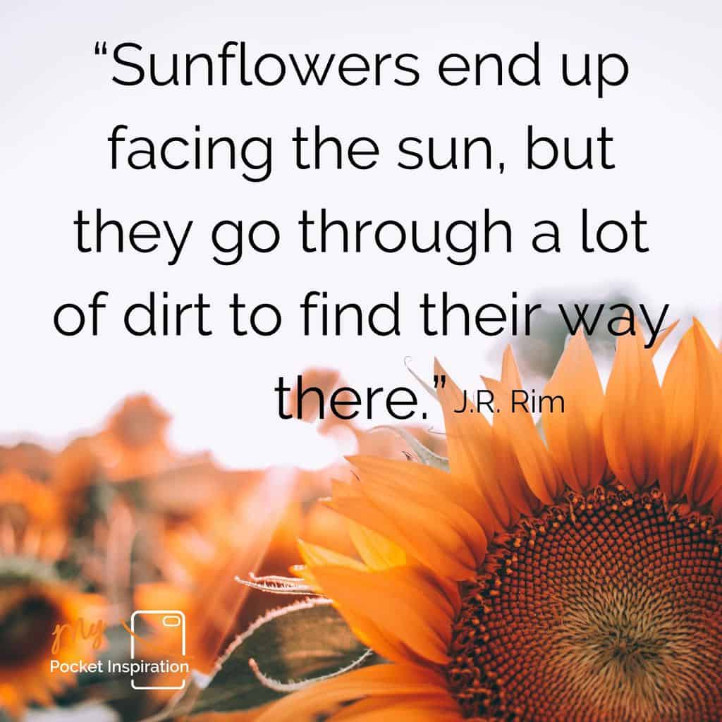 #SunflowerDay